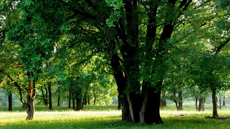Trees in a Park — Green, Serene, Morning, Photograph, Grass, Sunlight, Forest