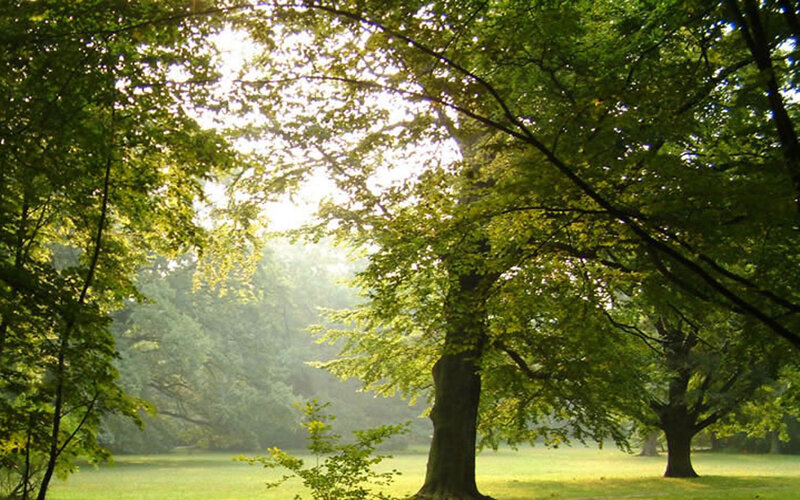Trees in a Park — Green, Serene, Morning