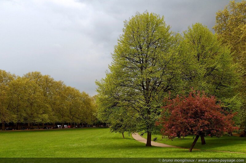 Trees in a Park — Green, Serene, Spring, Photograph, Grass, Path