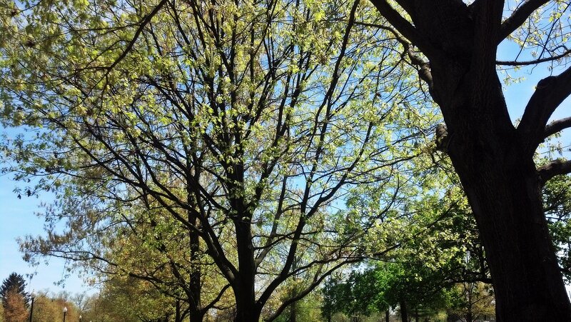 Trees in a Park — Green, Serene, Spring, Photograph