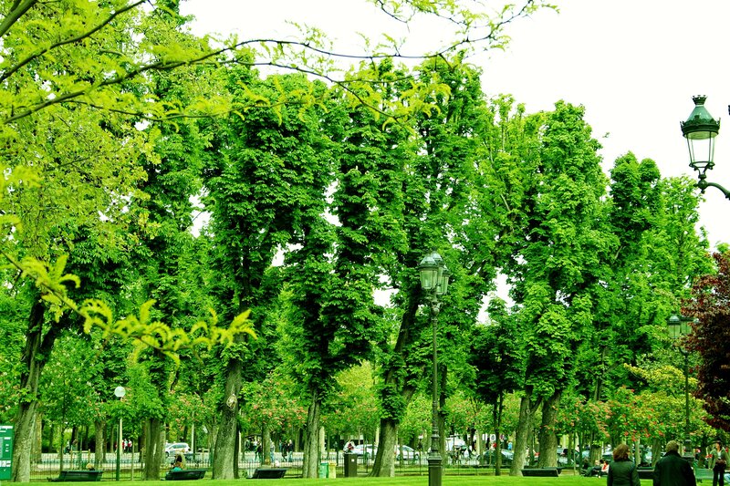 Trees in a Park — Green, Serene, Spring
