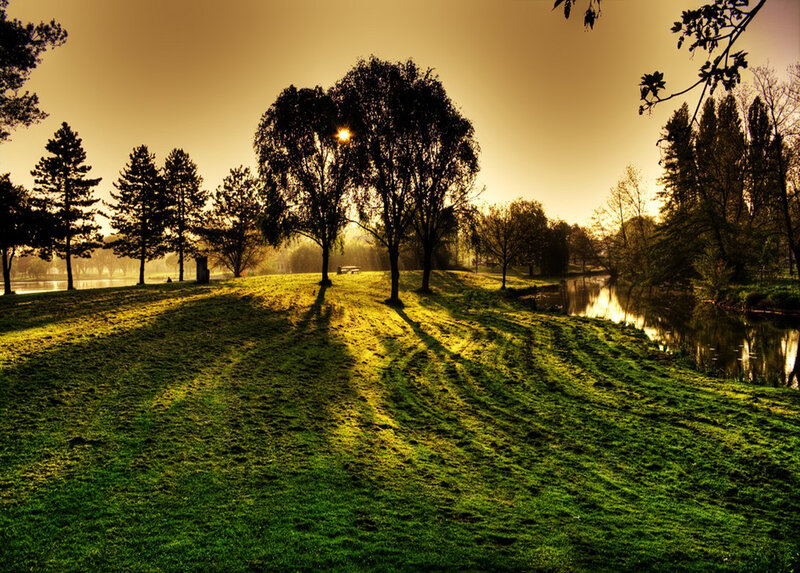 Trees in a Park — Green, Serene, Sunset, Photograph