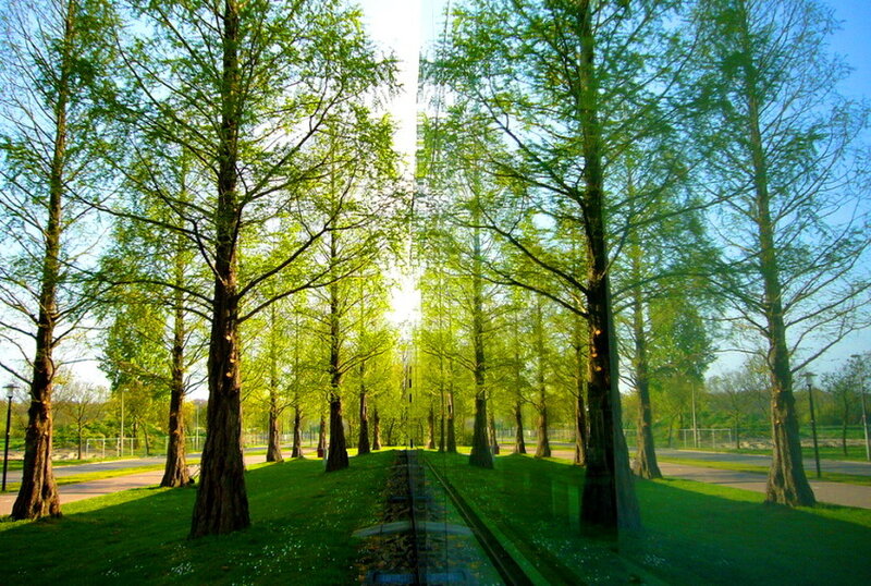 Trees in a Park — Green, Serene