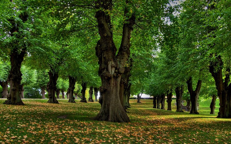 Trees in a Park — Green