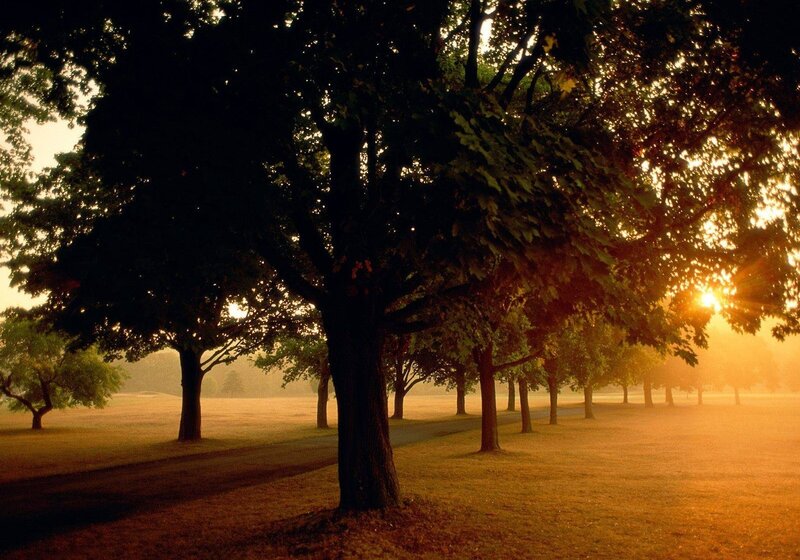 Trees in a Park — Orange, Serene, Sunset