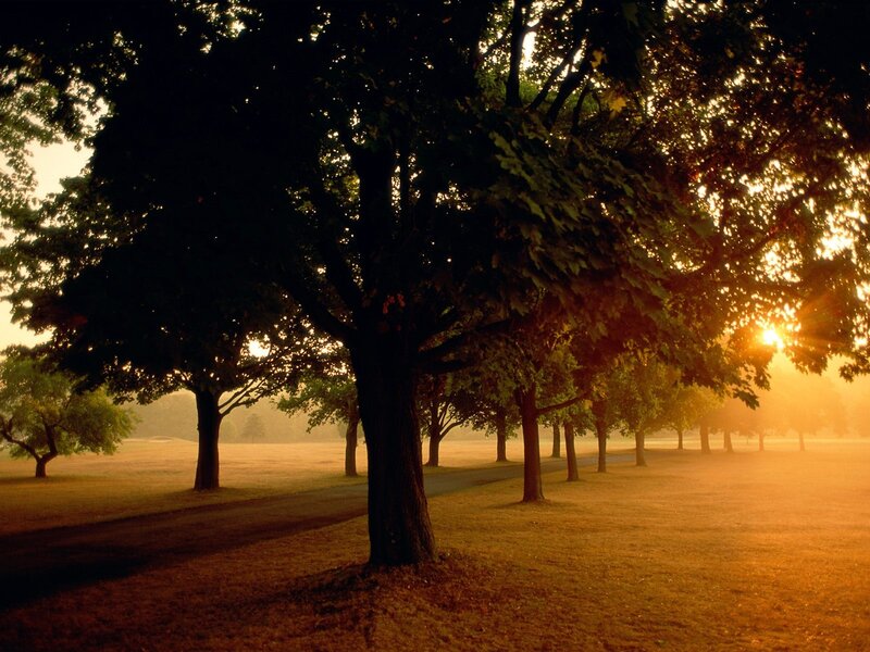 Trees in a Park — Orange, Serene