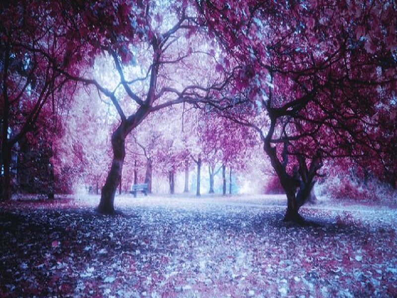 Trees in a Park — Purple, Serene