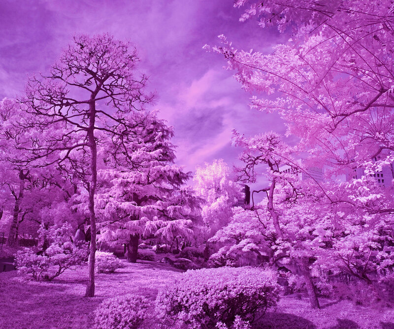 Trees in a Park — Purple