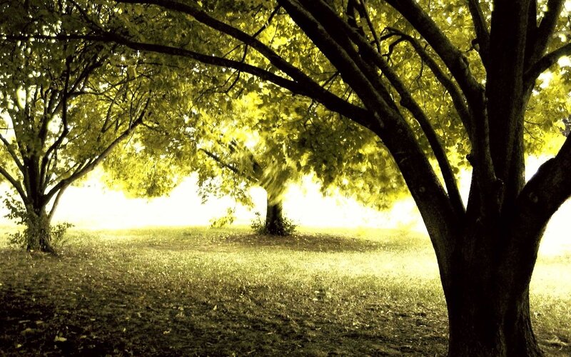 Trees in a Park — Serene