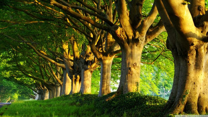 Trees in a Row — Green, Serene, Morning