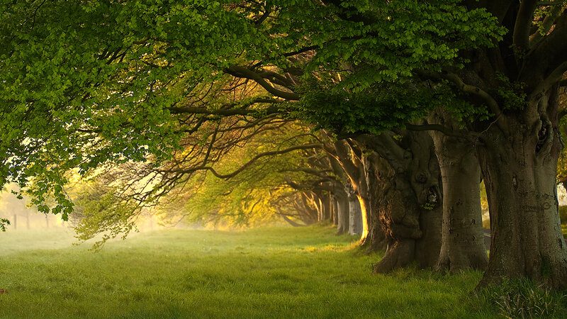 Trees in a Row — Green, Serene