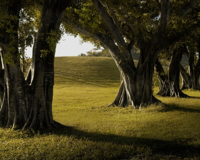 Trees in a sunlit field