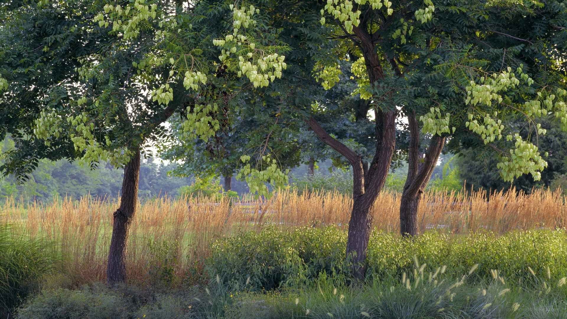 Trees in a sunlit meadow
