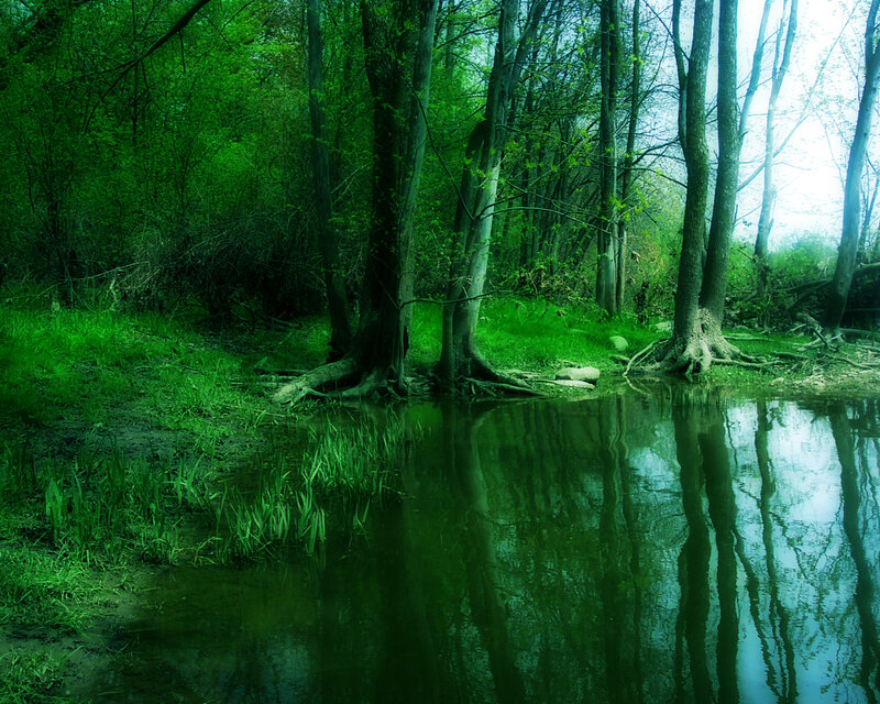 Trees in a Swamp