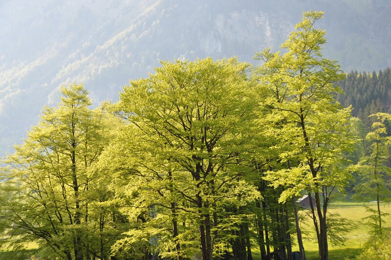 Trees in a Valley — Green