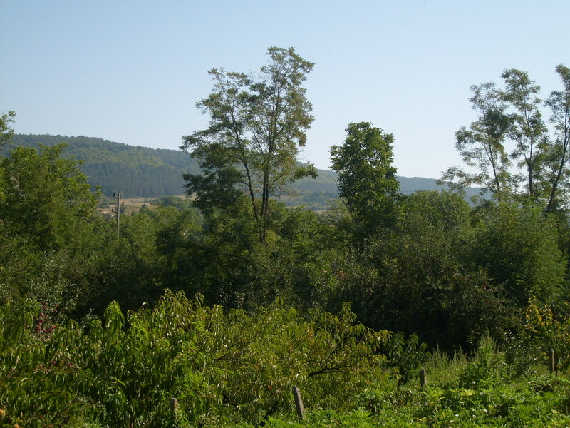 Trees in a Valley