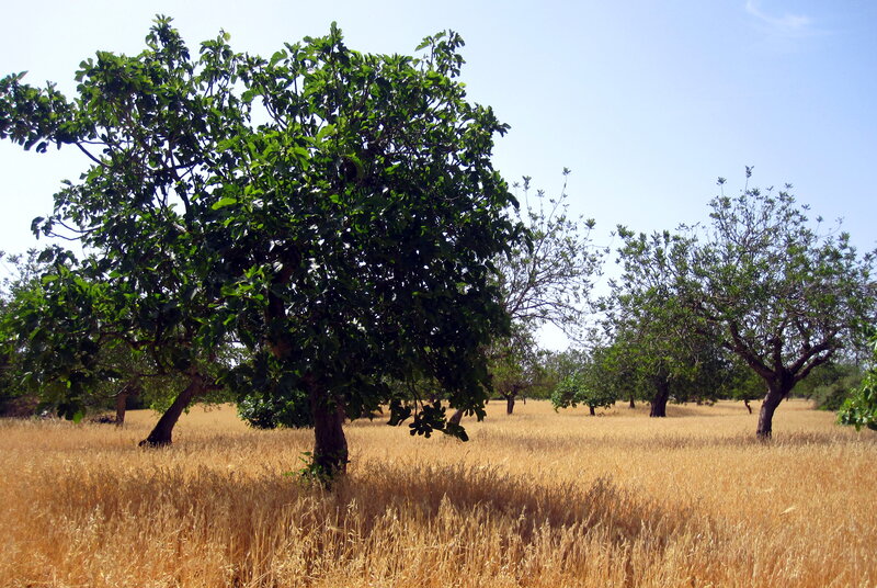 Trees in a Wheat Field