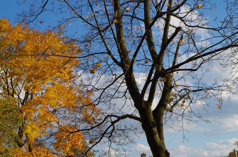 Trees in Autumn — Blue
