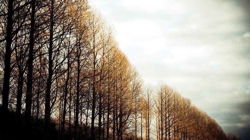Trees in Autumn — Brown, Serene