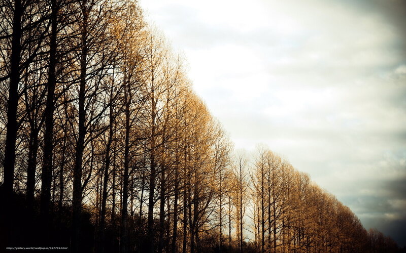 Trees in Autumn — Brown
