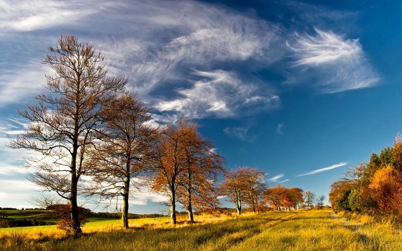Trees in Autumn Field — Blue, Serene