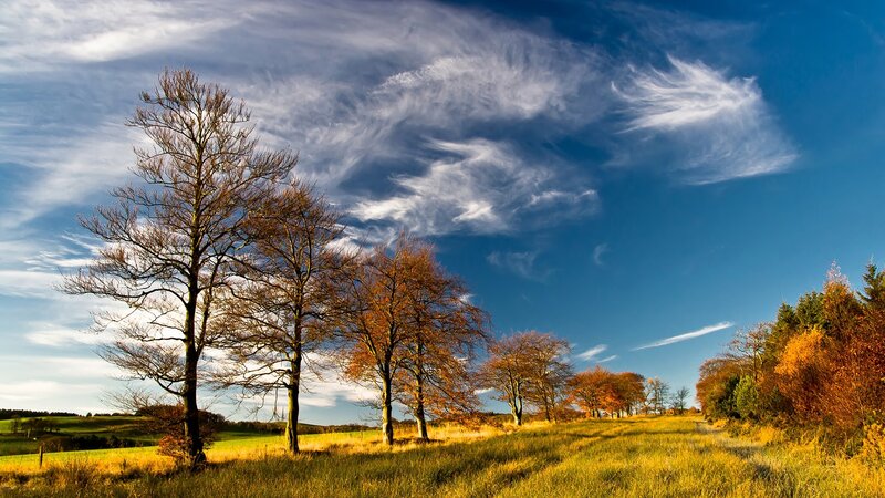 Trees in Autumn Field — Blue
