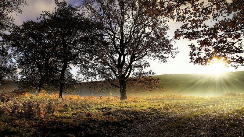 Trees in Autumn Field — Green