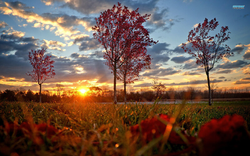 Trees in Autumn Field — Red, Dramatic, Sunset