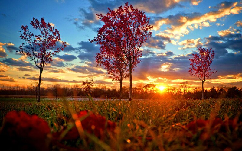 Trees in Autumn Field — Red, Dramatic