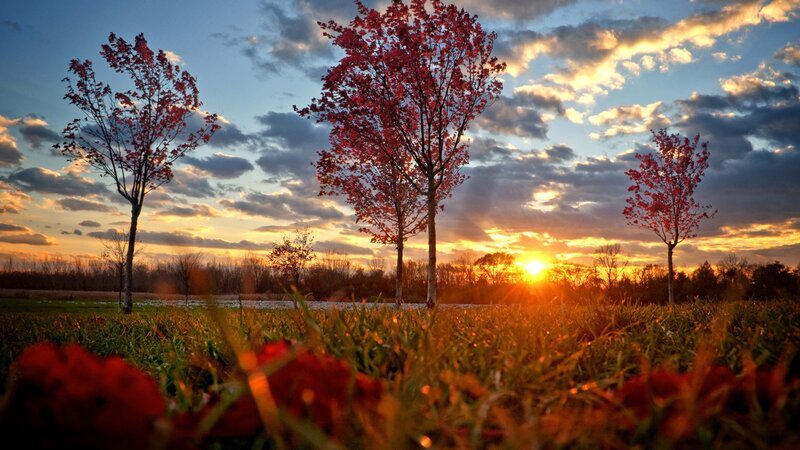 Trees in Autumn Field — Red, Serene, Sunset