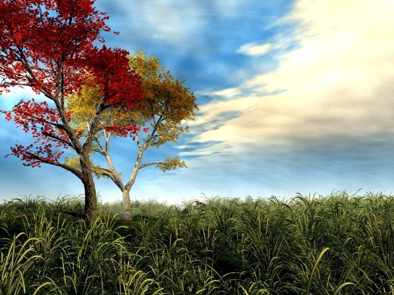 Trees in Autumn Field