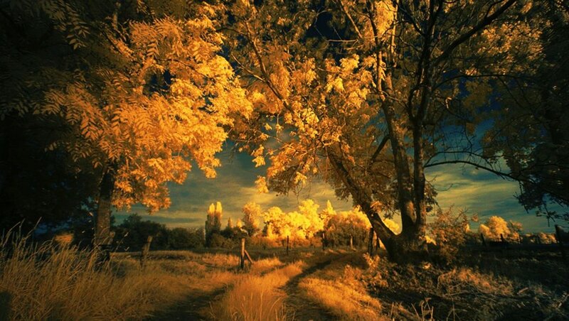 Trees in Autumn Field — Yellow
