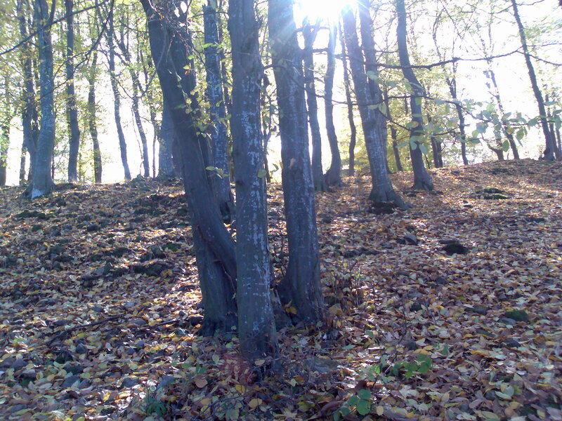 Trees in Autumn Forest — Brown