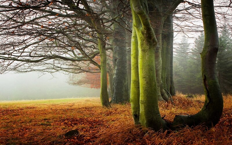 Trees in Autumn Forest — Green, Misty