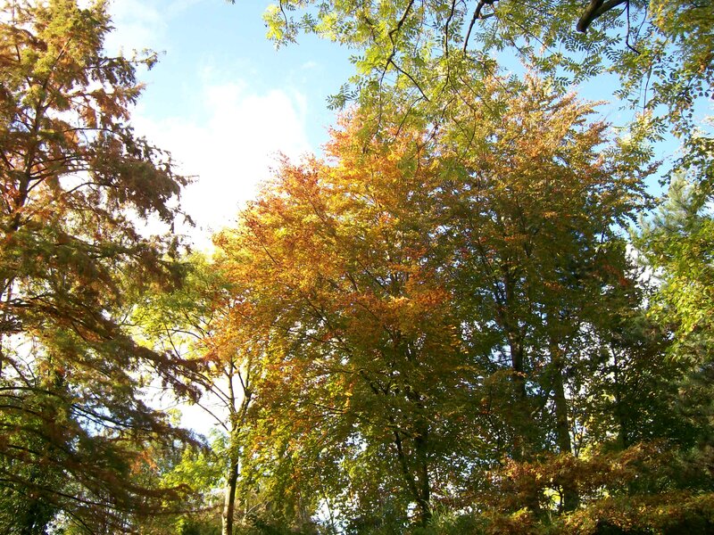 Trees in Autumn Forest — Green, Serene