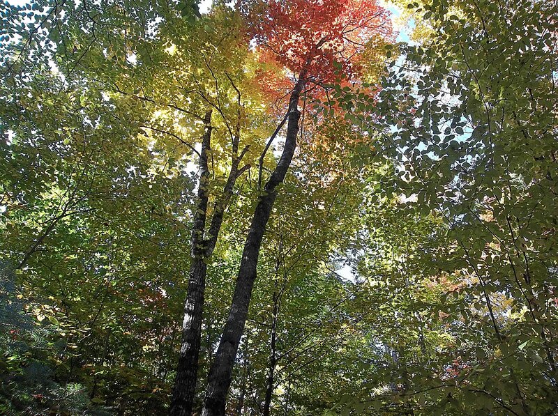 Trees in Autumn Forest — Green