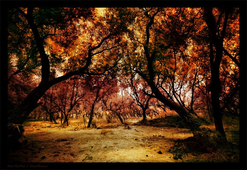 Trees in Autumn Forest — Orange, Dramatic, Photograph