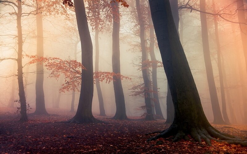 Trees in Autumn Forest — Orange, Misty