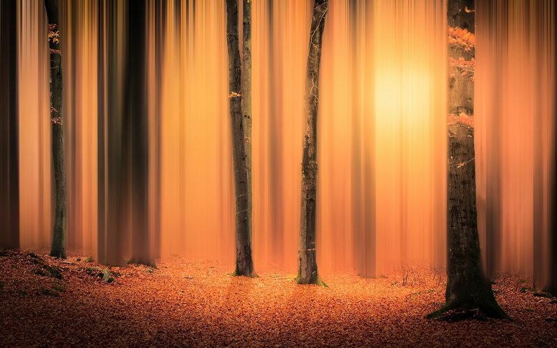 Trees in Autumn Forest — Orange, Serene, Photograph