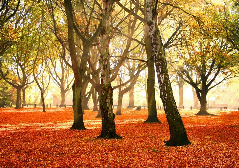 Trees in Autumn Forest — Orange, Serene