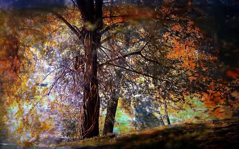 Trees in Autumn Forest — Orange