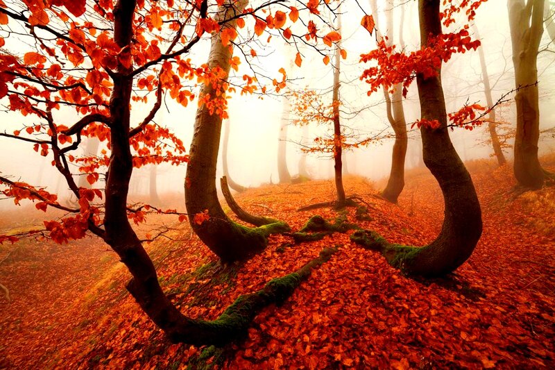 Trees in Autumn Forest — Red, Serene, Photograph