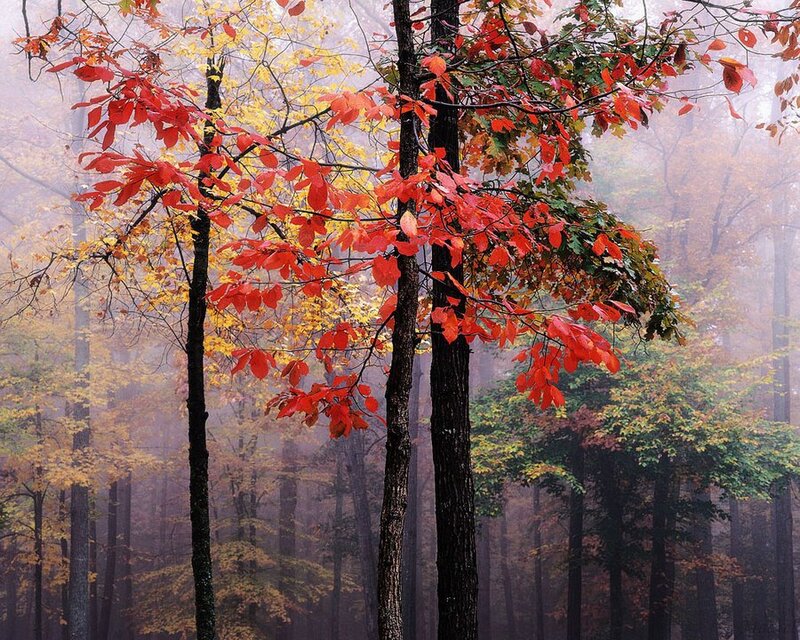 Trees in Autumn Forest — Red