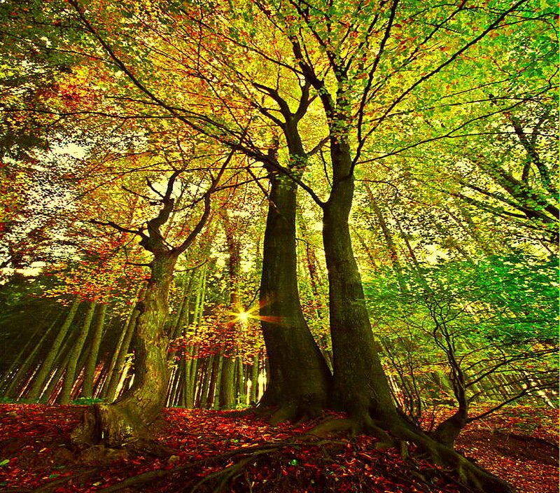 Trees in Autumn Forest