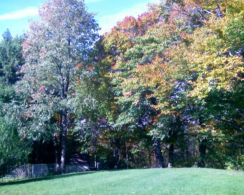 Trees in Autumn — Green, Serene