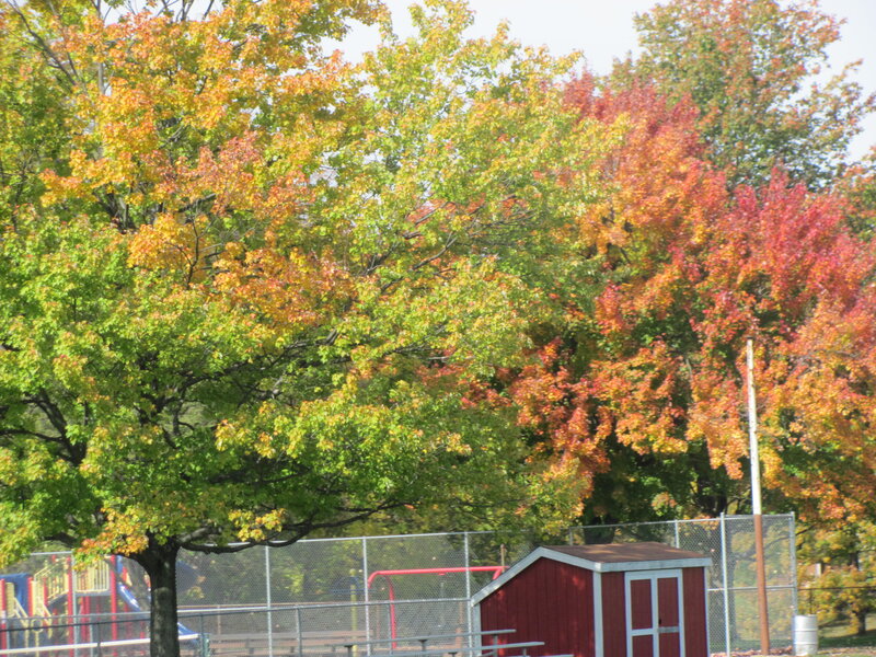 Trees in Autumn — Green