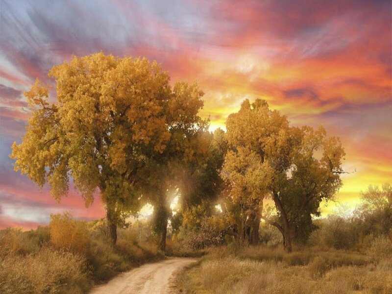 Trees in Autumn Landscape