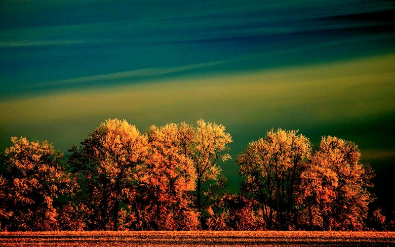 Trees in Autumn Light