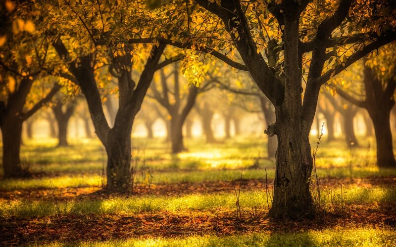Trees in Autumn Orchard