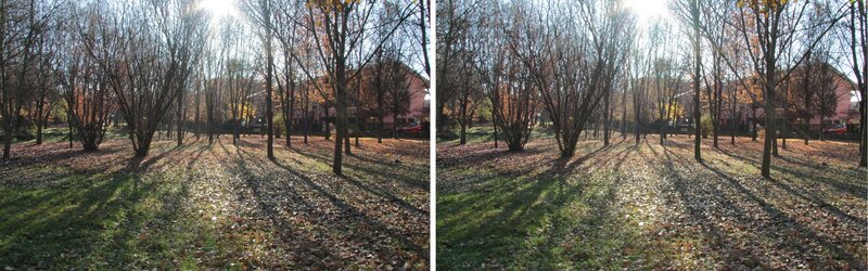 Trees in Autumn Park — Green, Serene, Photograph, Fallen Leaves
